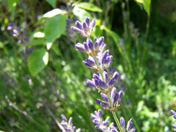 Lavendel
