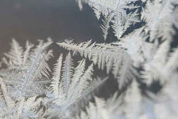 Eisblumen_2