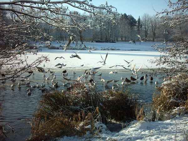 Am Schwanenteich