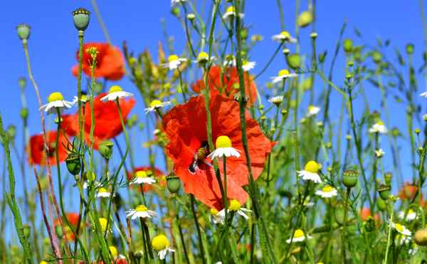 Sommerwiese