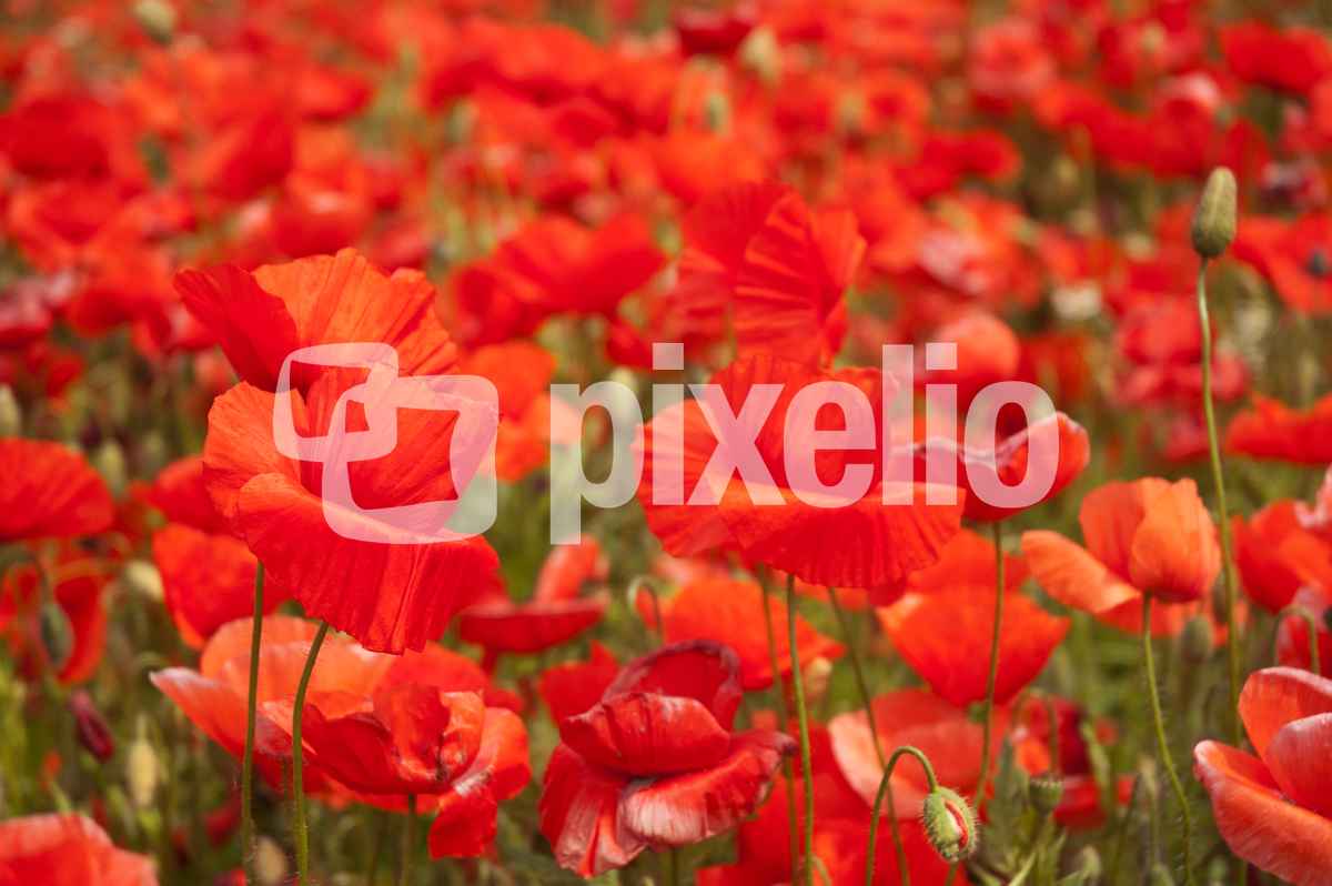 mehr Mohn geht nicht