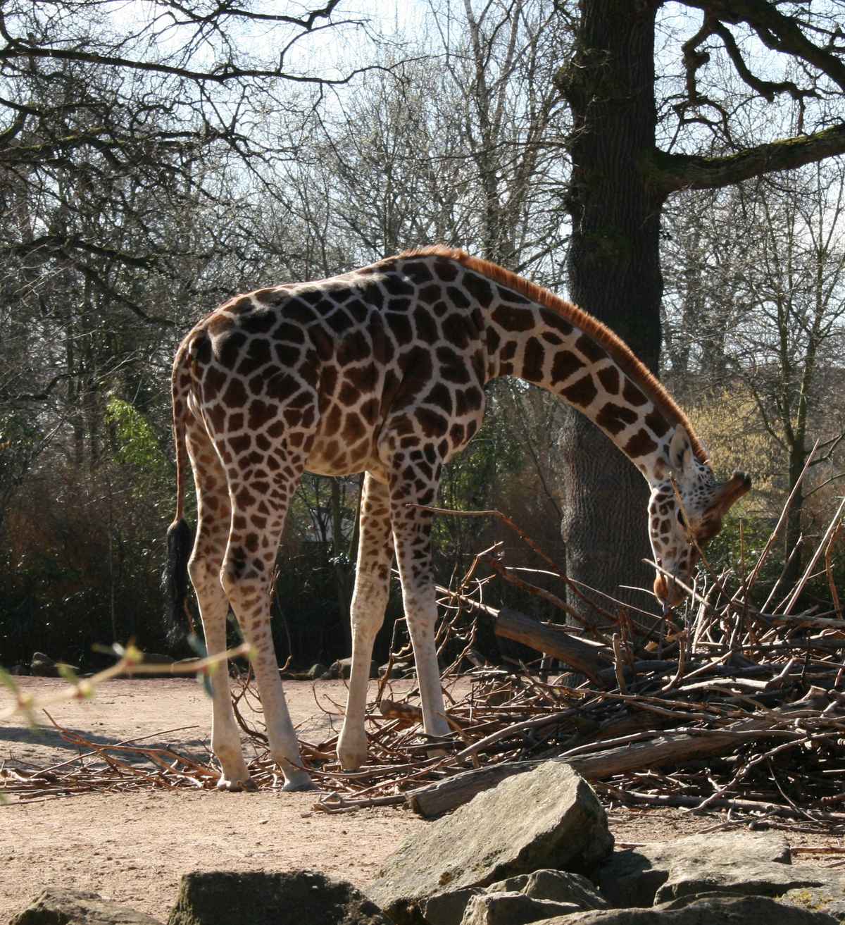 Giraffe