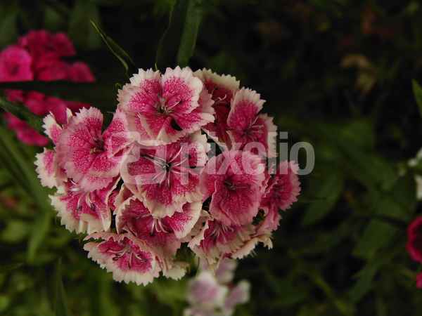 Rosa mit weiß