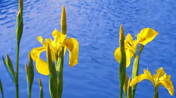 Lilien am Wasser