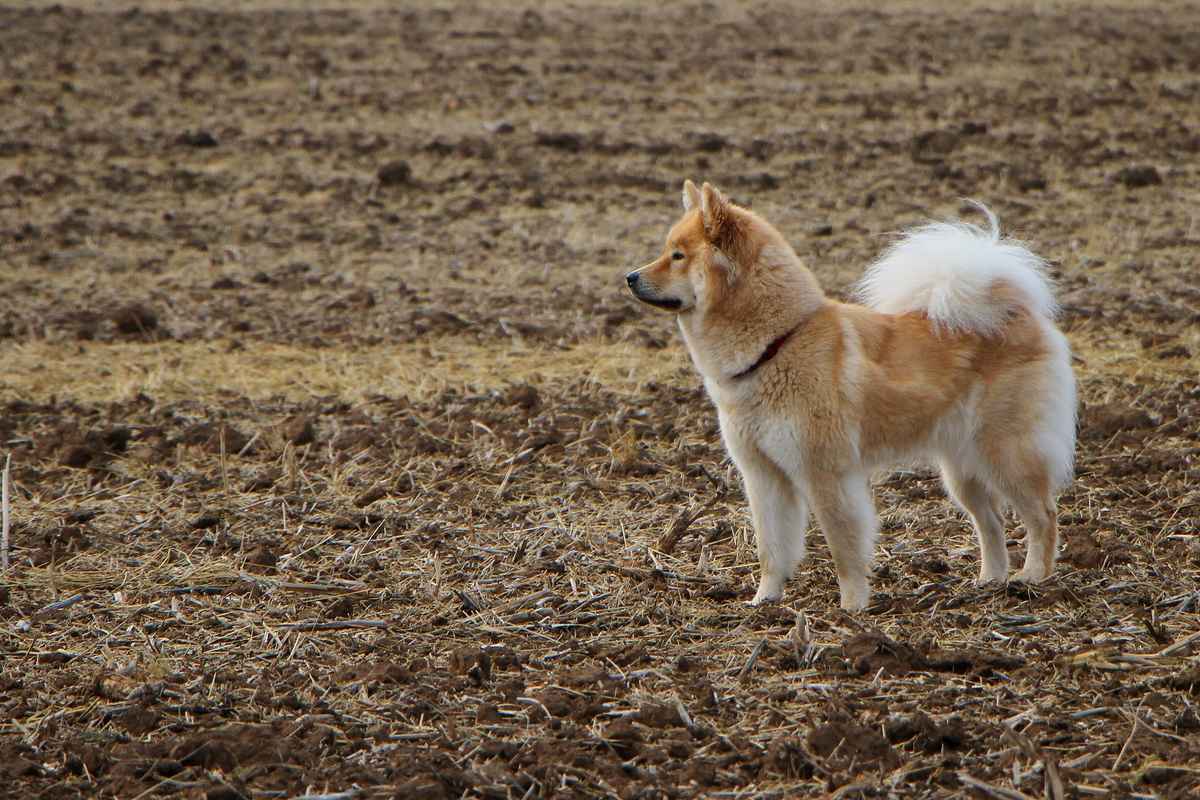 Bonita unser Eurasiermädchen