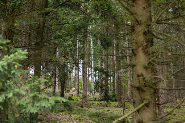 Wald