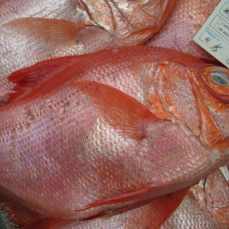 Fisch in Markthalle