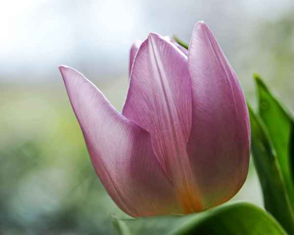 die farbe lila