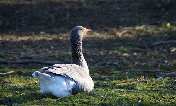 Der Gänsebub gans(z) entspannt