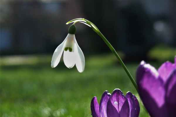 Galanthus
