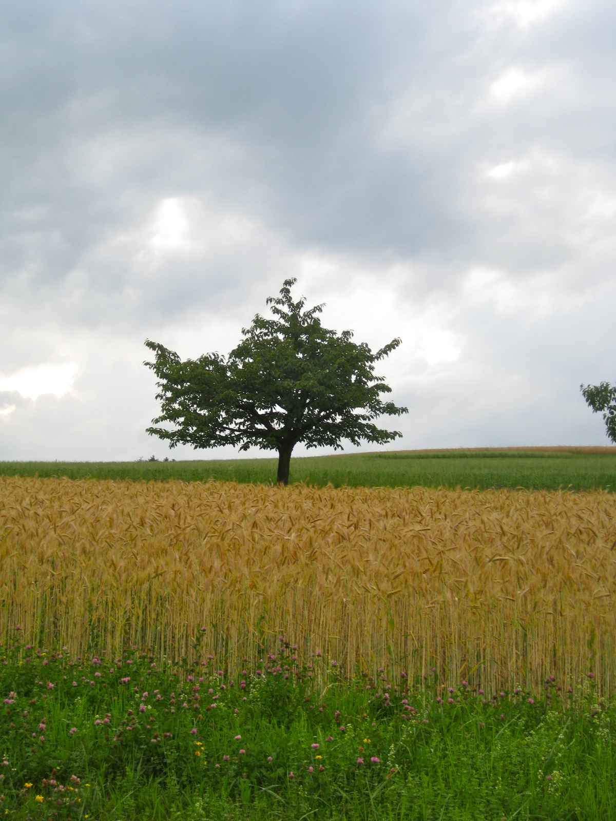 Abendstimmung im Sommer