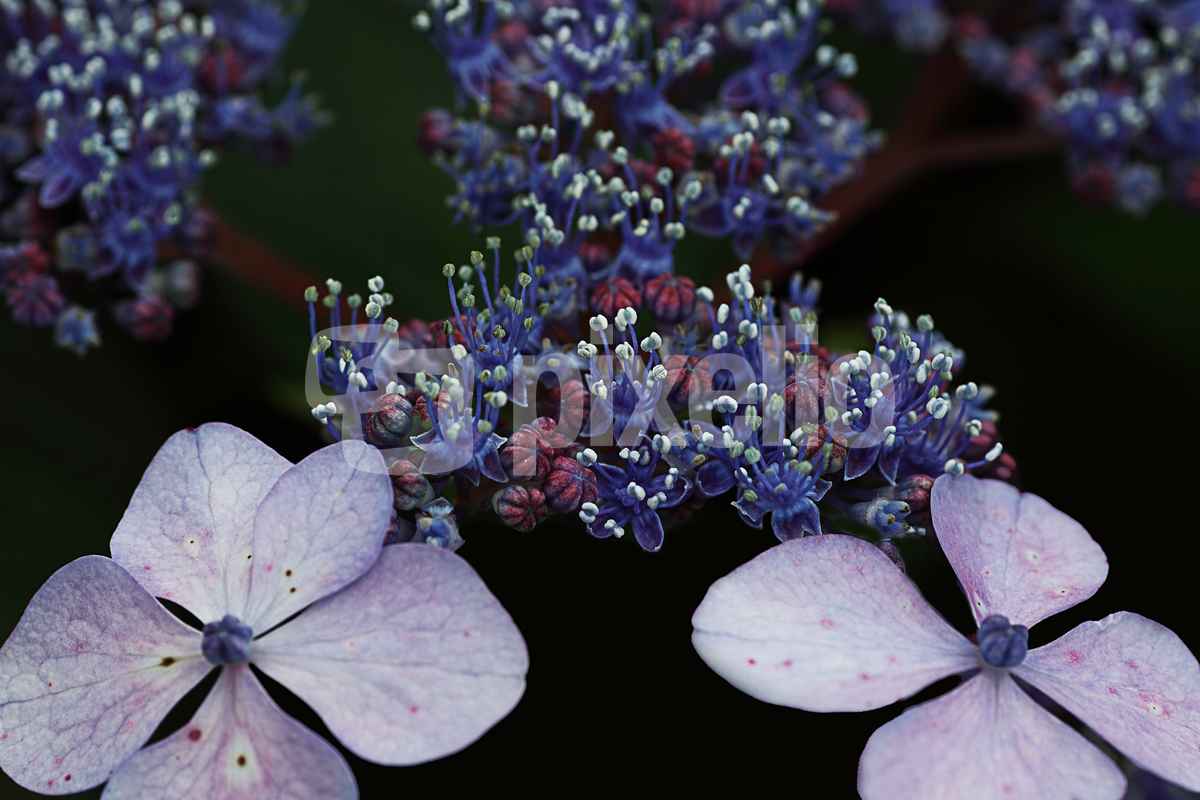 Tellerhortensie