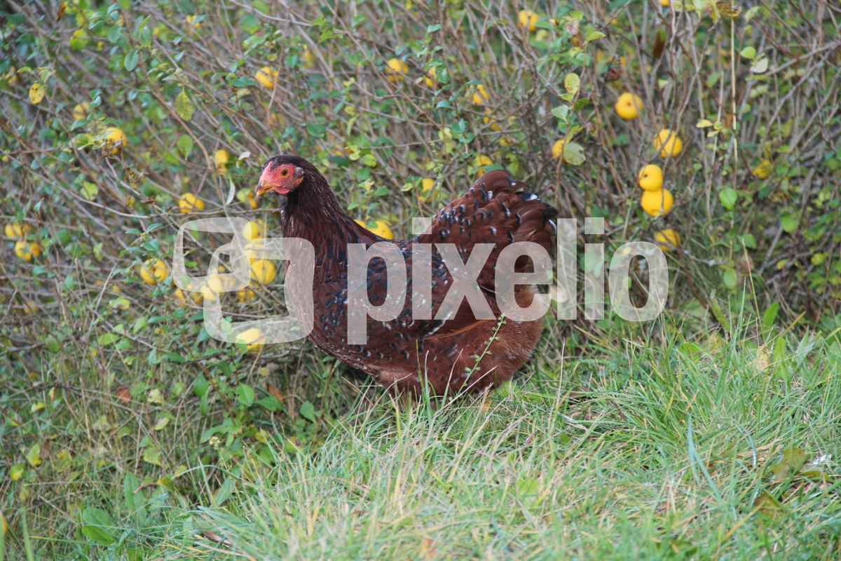 Huhn: Zwergwyandotte