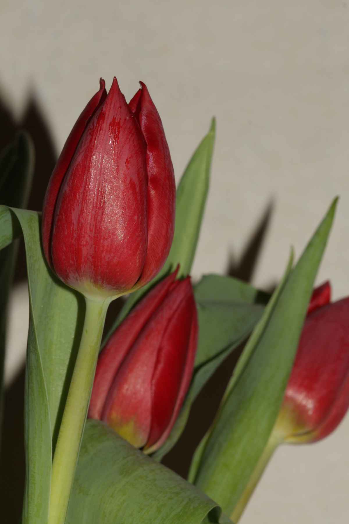 Rote Tulpen