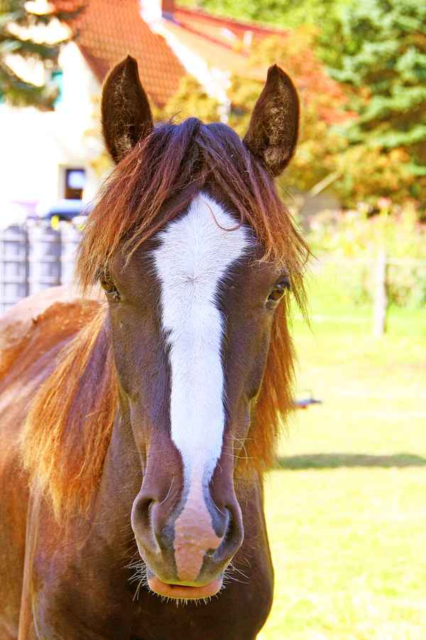 Von Angesicht zu Angesicht