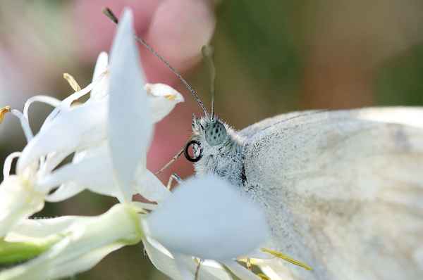 Schmetterling 21