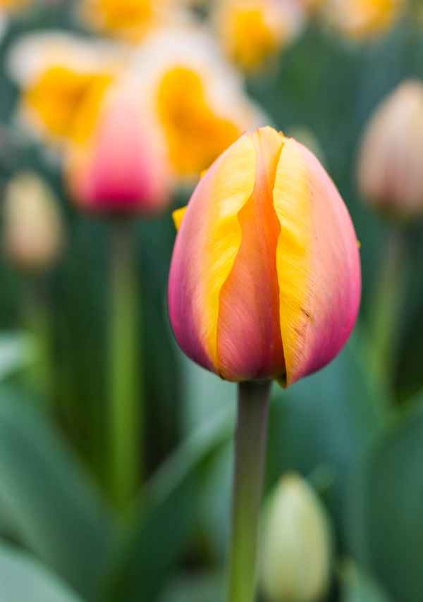 Tulpensolo gelb-rot 2 hoch