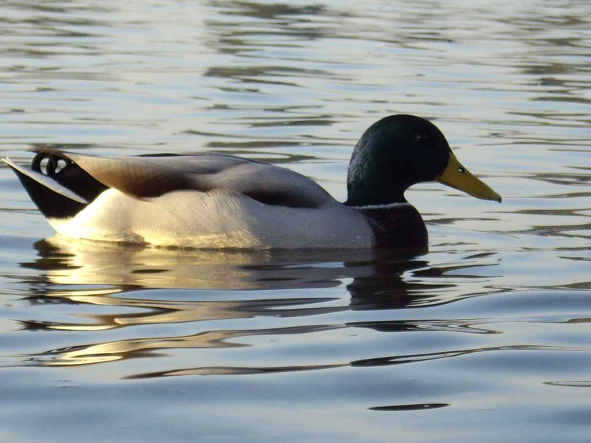 Donald Duck mal anders....