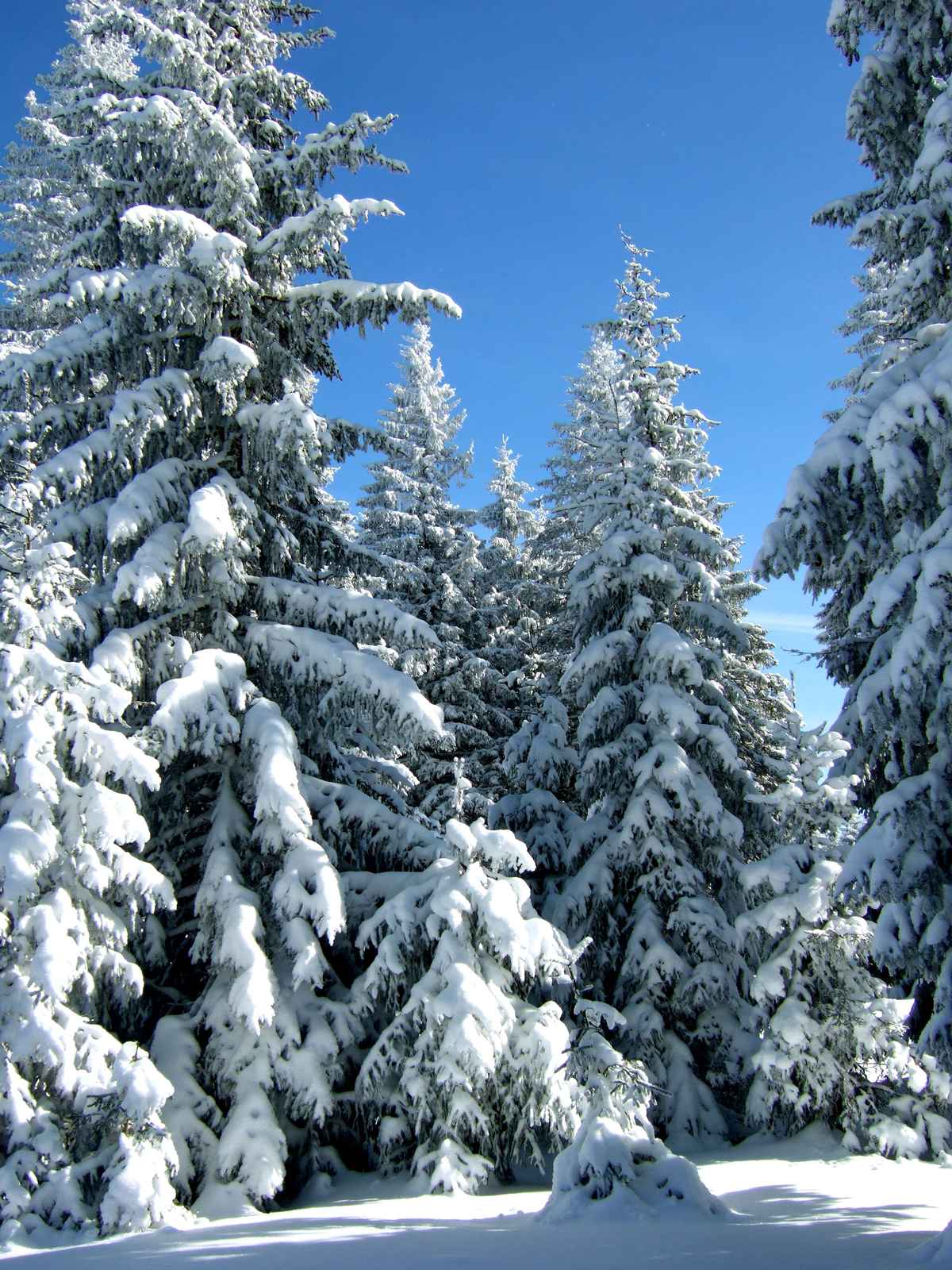 Verschneite Tannen unter blauem Himmel_1