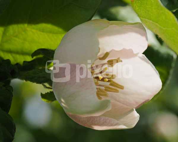 quittenblüte