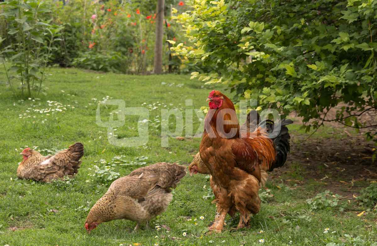 Glückliche Hühner