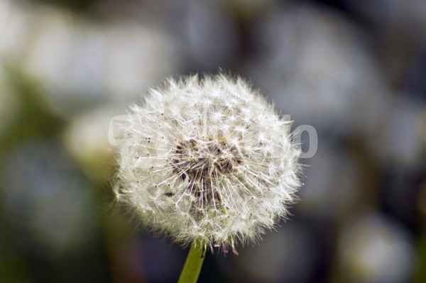 Pusteblume