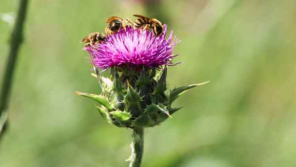 Distelbienen