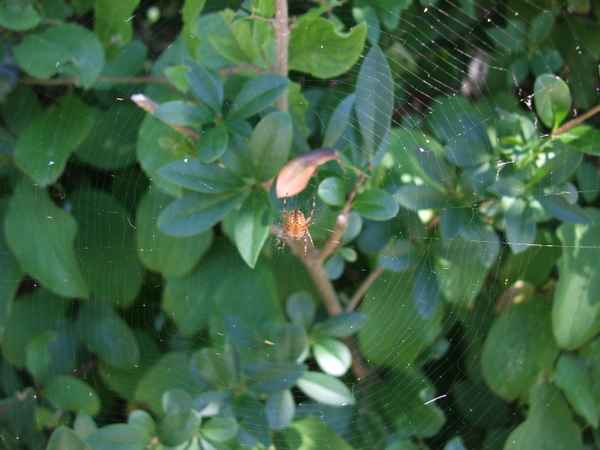 Spinne ich?