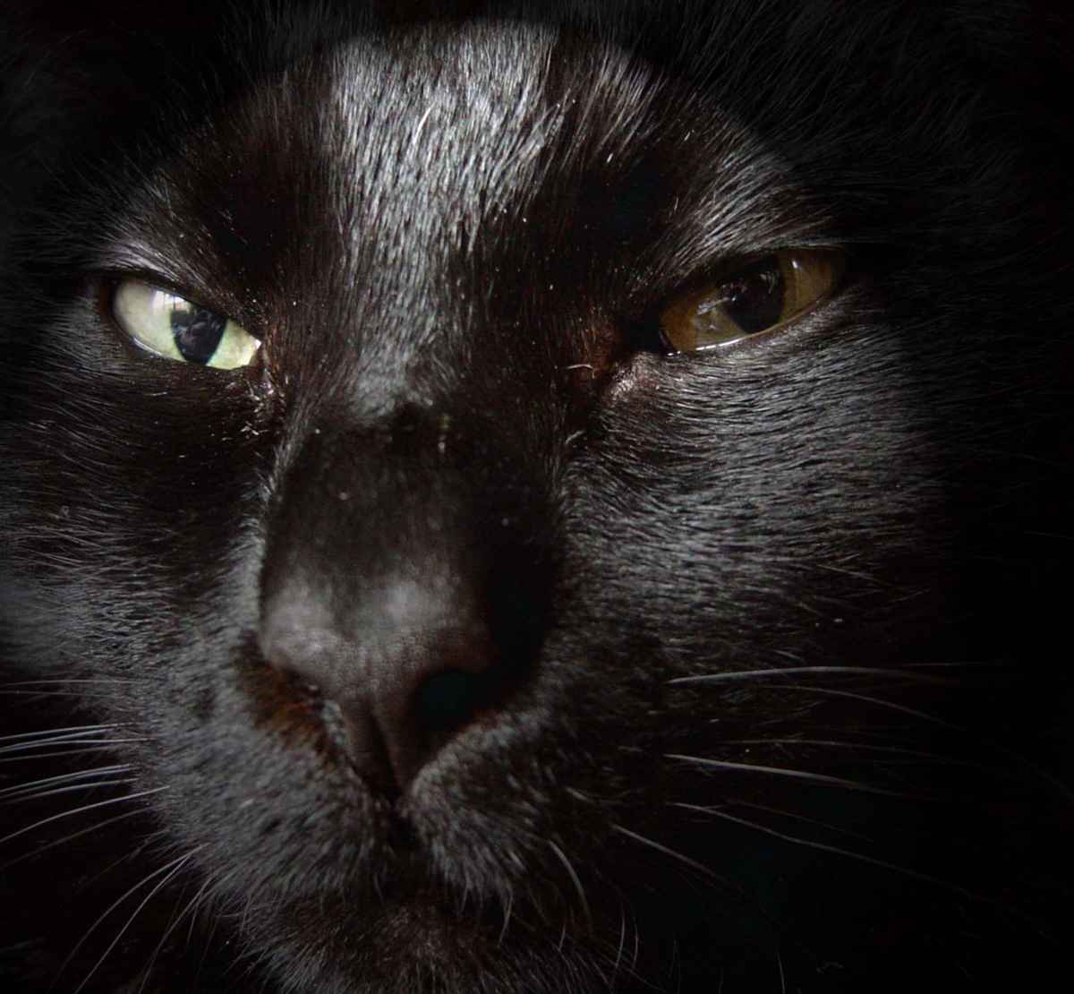 Blacky