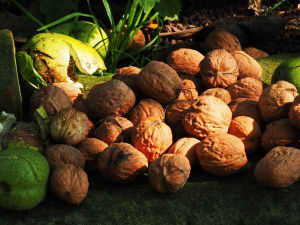 walnussernte 2