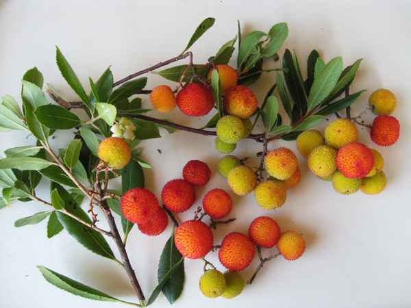 Kleine köstliche Portion