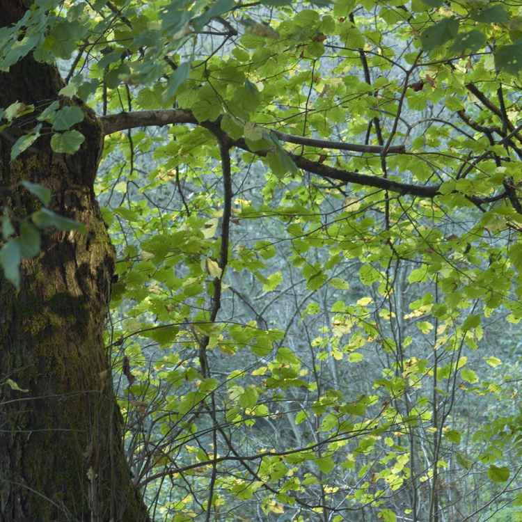 Blätter am Baum