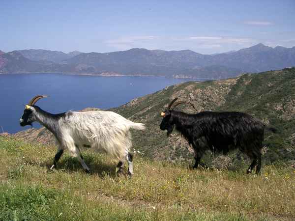 Ziegen auf Korsika