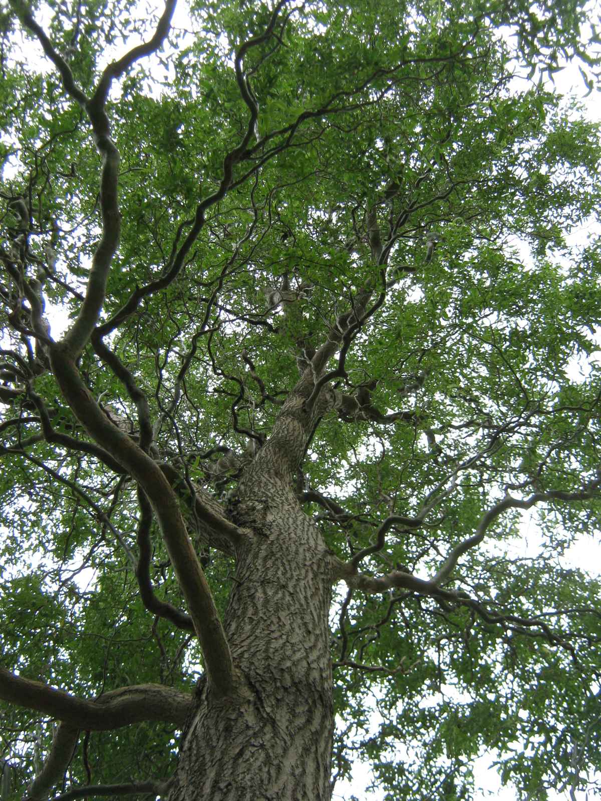 Korkenzieherweide von unten