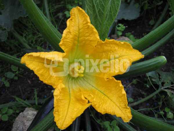 Zucchiniblüte