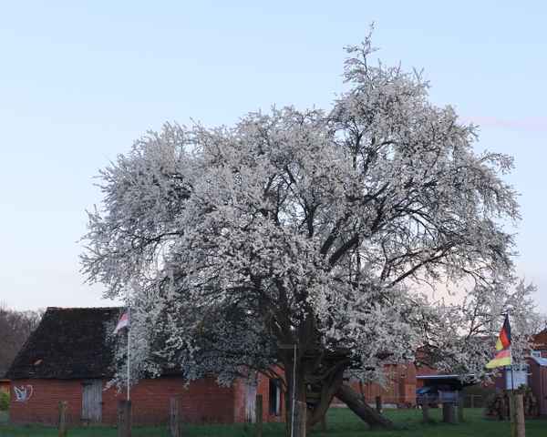 alte kirsche im frühlingskleid