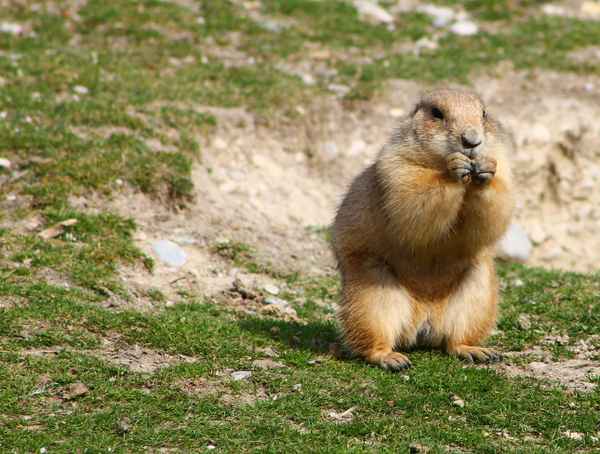 Ein knuffiger Wächter 02