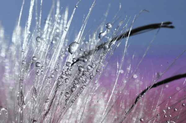 Wasserperlen im Gegenlicht