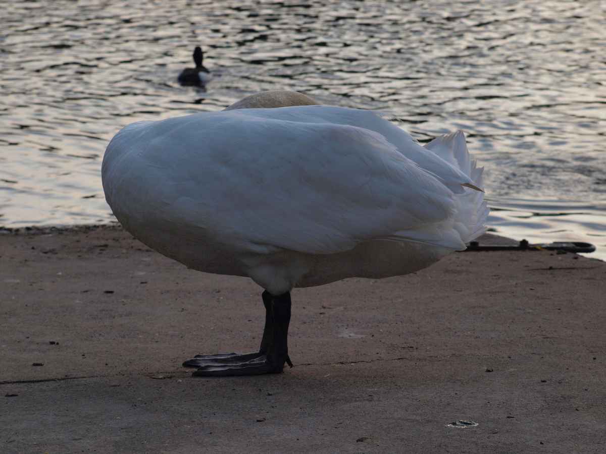 Schwan etwas kopflos