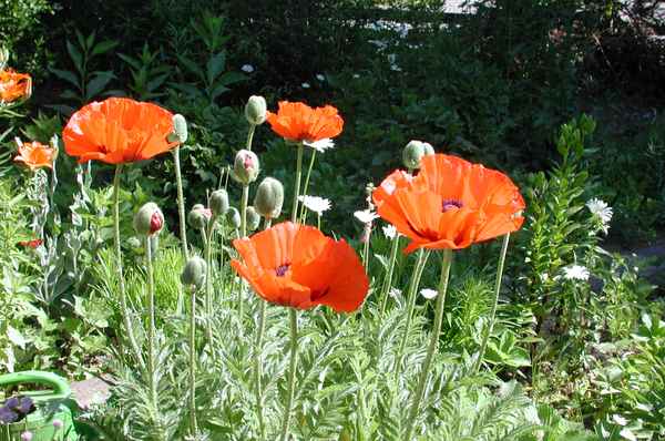 noch ein  Mohnblumenbild
