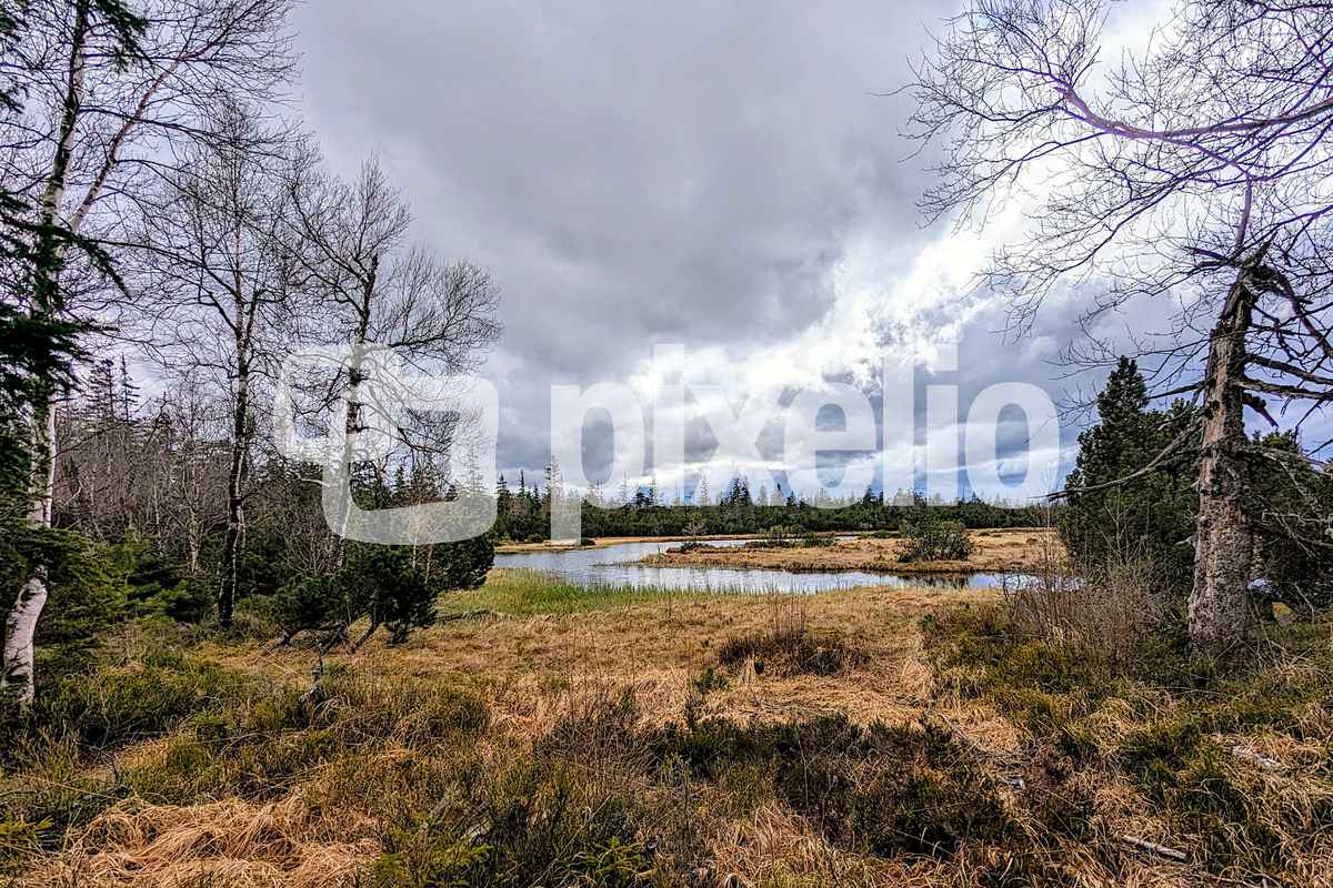 Hohlohsee Moor im April 2025