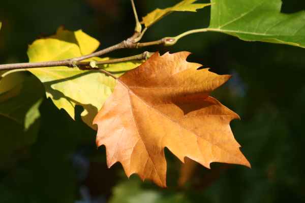 ein blatt im herbst