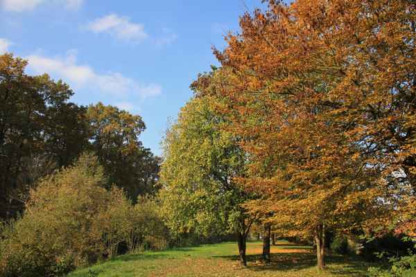 Bäume im Herbstkleid