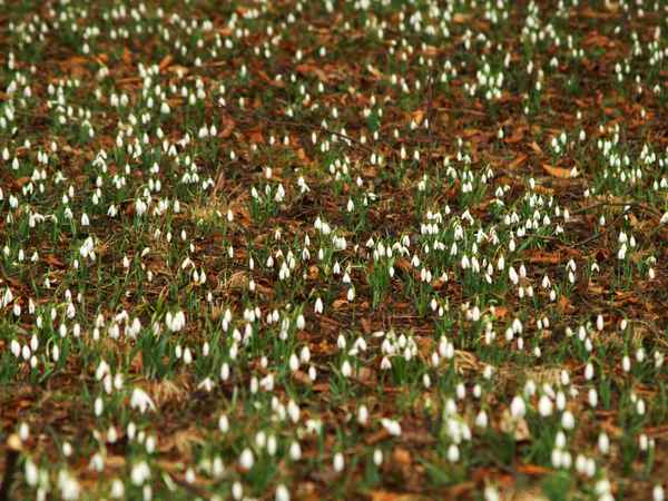Frühling in Muenchen 2