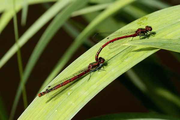 frühlingsgefühle erwachen