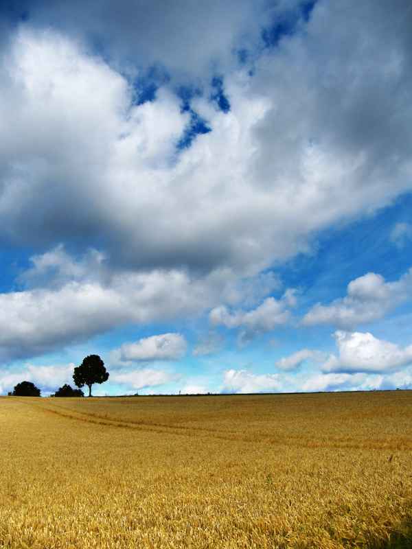 Kornfeld mit Wolkenhimmel