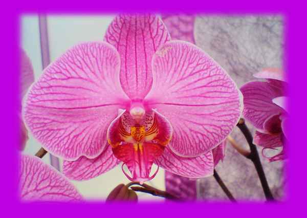 Orchidee 2