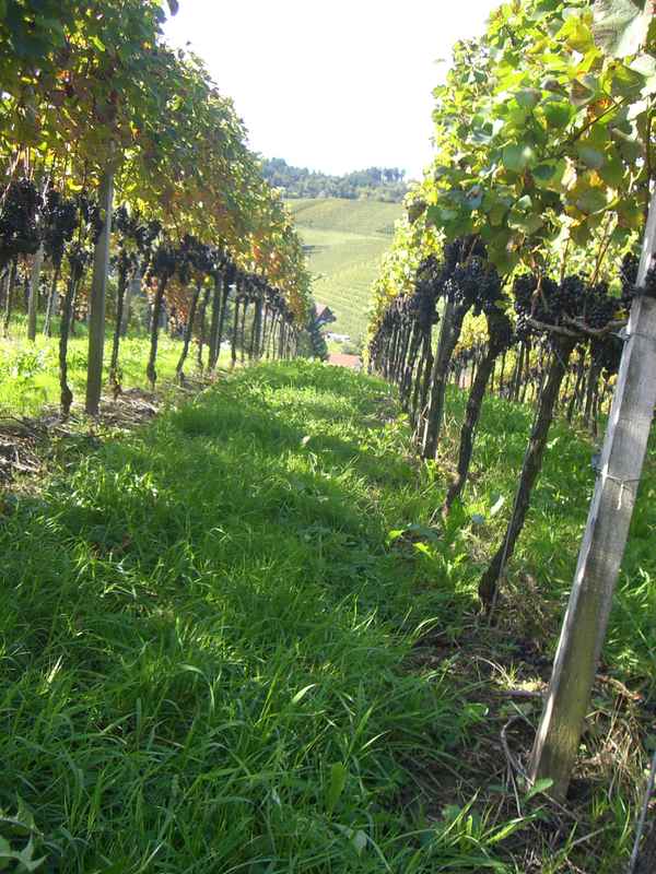 Weinberge in Sasbachwalden