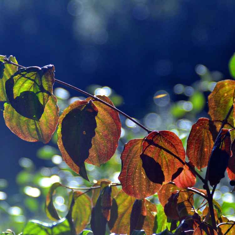 Buntes Herbstlaub
