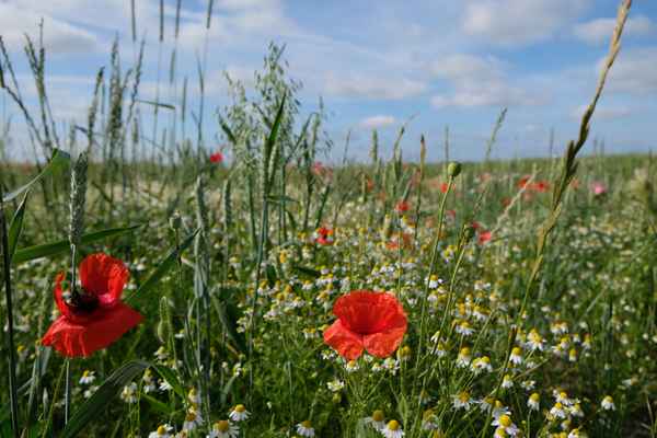 Blumenwiese in Schleswig-Holstein